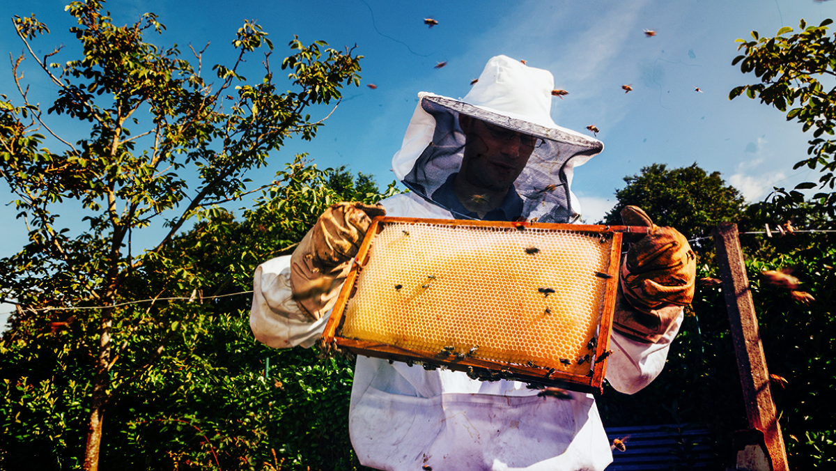 It’s a hive of activity down at the Cisco RTP Apiary on World Bee Day — and every day