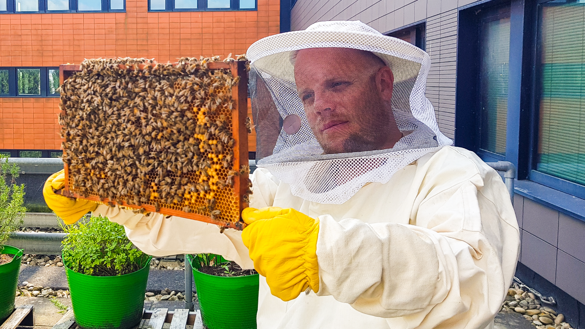 World Bee Day: Meet Cisco’s Connected Bees in Amsterdam | Lightnetics