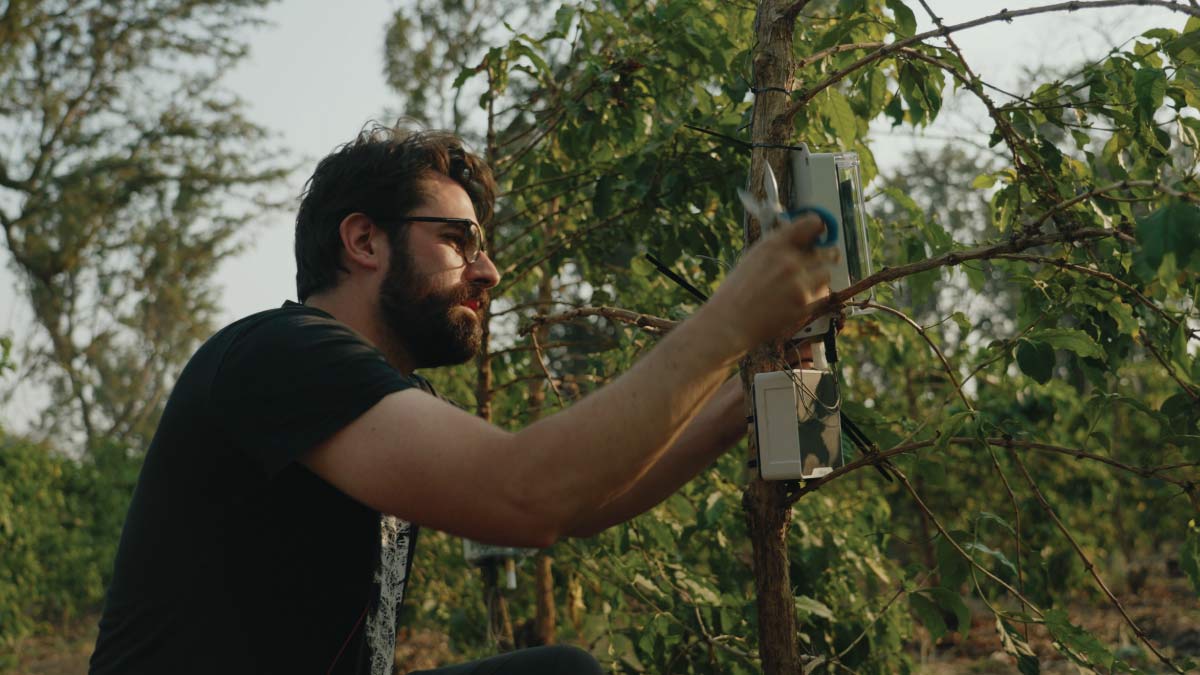 On a Tanzanian espresso farm, technology ‘listens’ to plants
