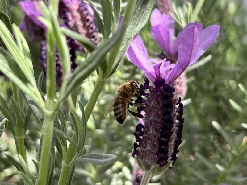 A honeybee enjoying the nectar of a purple lavender flower.