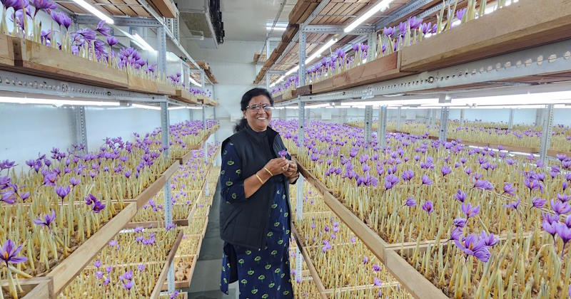 Shubha stands in a greenhouse between rows of purple saffron flowers.