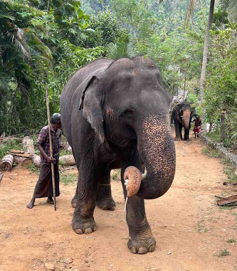 An elephant keeper stands by an elephant, holding an ankus stick.