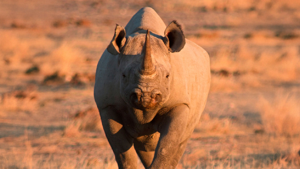 Celebrating a decade of Connected Conservation