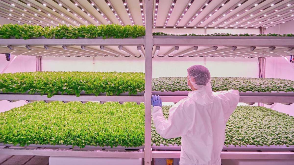Next-level farming: vertical, efficient, and AI powered 