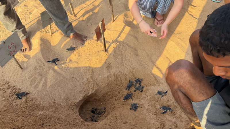 Volunteers observe baby sea turtles emerging from a sandy nest.