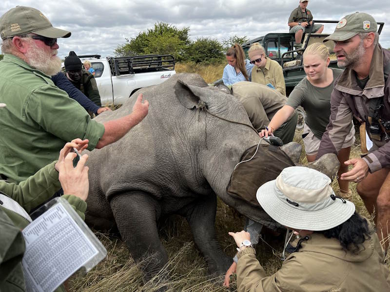Workers and volunteers tend to an injured rhinoceros.