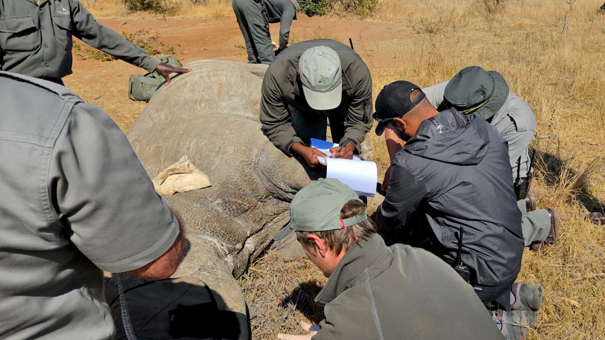 Saving wildlife treasures, with innovation and human skills 